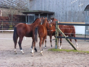 Fohlen 1. Treffen